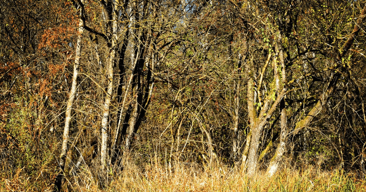 Featured Image for Establishing Deer Sanctuaries